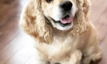 Ameriški cocker spaniel
